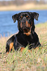 liegender Rottweiler