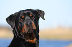 Rottweiler Portrait