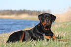 liegender Rottweiler