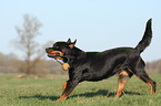 spielender Rottweiler