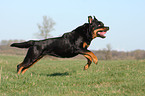 rennender Rottweiler