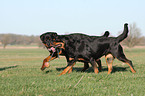 spielende Rottweiler