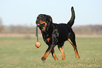 spielender Rottweiler