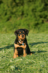 Rottweiler Welpe