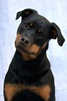 Rottweiler Portrait