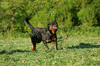 spielender Rottweiler