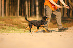 junger Rottweiler
