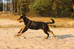 junger Rottweiler