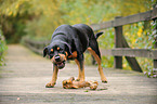 Rottweiler mit Knochen