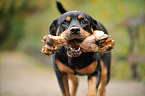 Rottweiler mit Knochen