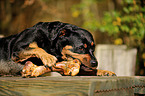 Rottweiler mit Knochen