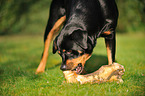 fressender Rottweiler