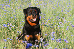 sitzender Rottweiler