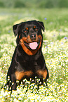 Rottweiler Portrait