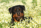 Rottweiler Portrait