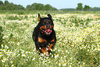 rennender Rottweiler