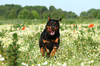 rennender Rottweiler