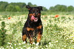 rennender Rottweiler