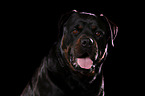 Rottweiler Portrait