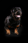 liegender Rottweiler