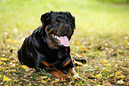 liegender Rottweiler
