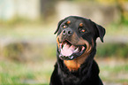 Rottweiler Portrait