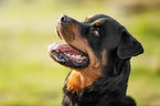 Rottweiler Portrait