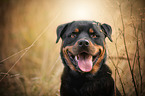 Rottweiler Portrait