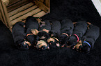 schlafende Rottweiler Welpen