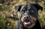 Rottweiler Portrait