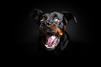 Rottweiler fngt Leckerli