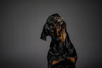 Rottweiler Portrait
