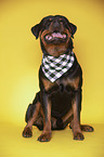 Rottweiler R�de