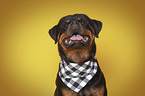 Rottweiler Portrait