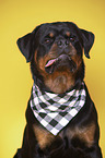 Rottweiler Portrait