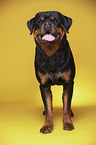 stehender Rottweiler