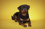 liegender Rottweiler