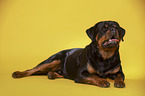 liegender Rottweiler