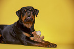 liegender Rottweiler