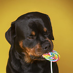 Rottweiler mit Lolli