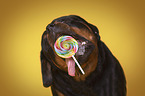 Rottweiler mit Lolli