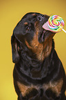 Rottweiler mit Lolli