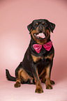 Rottweiler Rde