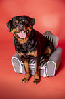 Rottweiler Rde