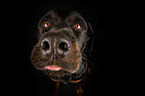 Rottweiler Portrait