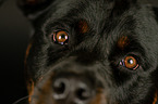 Rottweiler Augen