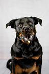 Rottweiler Portrait