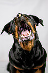 Rottweiler Portrait