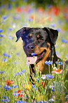 Rottweiler Portrait