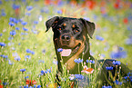 Rottweiler Portrait